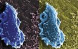 Cell偶然发现突破传统认知：肠道微生物不限于细菌