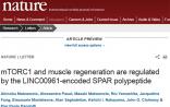 癌症研究大师Nature发表新观点：lncRNAs能编码具有重要功能的多肽