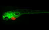 除了小鼠，斑马鱼也被盯上了 | PNAS