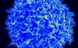 PNAS：抑制这2个蛋白，可强化T细胞抗肿瘤和抗感染