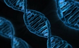 Nature Genetics：发现16个新的糖尿病基因，它们还与心脏病有关