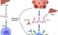 PD-1/PD-L1、FGL1/LAG-3助力抗肿瘤研究！