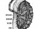 人体胎盘黑市被热炒 专家称和吃肉没多大区别