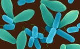 Science同日两篇重磅论文都证实：肠道细菌决定癌症免疫疗法是否有效