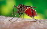 中山大学团队研究新型灭蚊技术可防控寨卡病毒