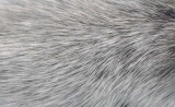 PLoS Biology：长白头发，竟与先天免疫系统有直接关系