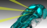 Neuron：神经元活动如何产生行为？答案在极个别的神经元中