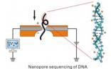 基于纳米孔的第三代测序技术研究获新突破