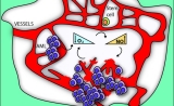 Cancer Cell：心血管药可治疗白血病