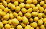 中国科学院东北所：发现国产大豆生育期优势基因型