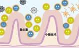 益生菌：推动乳业发展的“生化武器”
