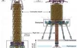 Nature：科学家从原子水平上解析噬菌体感染细菌的分子机理