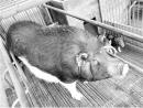 长寿克隆猪让异种器官移植“翘首可待”