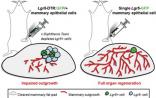 Stem Cell：人类首次用成体干细胞培养出肾脏组织