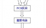  RAPD技术