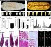 伯豪客户《Plant Physiology》上发表玉米研究新进展
