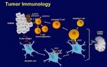 图文详解：漫谈肿瘤免疫治疗