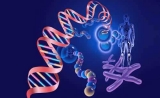 中美科学院院长在《科学》联合发文 呼吁就人类基因编辑准则达成国际共识