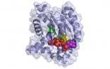 Science：重构30亿年前古酶，解释最佳工作温度进化