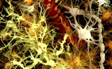 再来1篇Nature！肠道微生物影响大脑关键免疫细胞，或带来新疗法