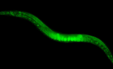 PLoS Biology：轻微“饥饿感”有助于增强学习力