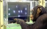 黑猩猩聪明不聪明 基因来决定