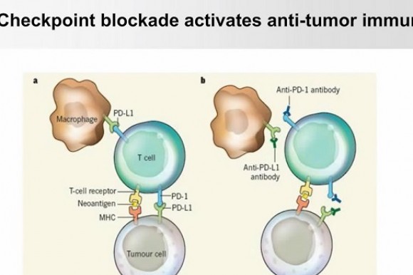 免疫肿瘤学研究新发现：PD-L1的糖基化和三阴性乳腺癌的免疫治疗