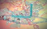 Nature Biotechnology聚焦新一代CRISPR系统Cpf1