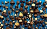 Nature关注：神奇蘑菇转药用？致幻毒素有望治疗重度抑郁症