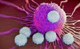 惊人发现！Cell子刊：这种免疫细胞竟是肺癌“帮凶”