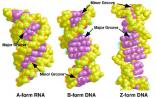 HJBM：Z-DNA的特点、功能与相关疾病