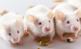 Science Immunology解答谜题：首次发现为何移植10年后会出现免疫排斥