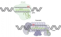 媲美CRISPR-Cas9, 新CRISPR 工具探知90%的基因编辑领域