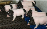中国科学家培育出基因编辑瘦肉猪，比正常猪脂肪少24%