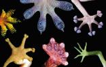 Nature：仿生学呼唤生物学家