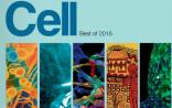 Cell：2015年十大最佳论文发布！（细胞重编程、CRISPR、基因组3D图谱、癌症类器
