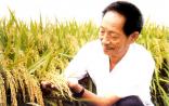 杂交水稻之父袁隆平获2014年诺贝尔和平奖提名