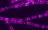 Nature颠覆生物学教条：至关重要的新蛋白质家族