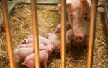 《卫报》：英国的基因组编辑猪将在5到10年商业化