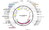 OneShine™CRISPR/Cas9基因敲除细胞文库