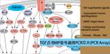 TGFβ/BMP信号通路PCR芯片（TGFß BMP Signaling Pathway PCR Array）