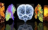 惊！培养皿中的“人类大脑”，发育似5周婴儿