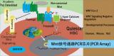 Wnt信号通路PCR芯片（Wnt Signaling Pathway PCR Array）（促）
