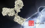 ASCO：百济神州发布PD-1抗体BGB-A317初步临床数据