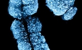 首个！科学家在Y染色体上找到白血病抑制基因 | Nature子刊