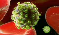 Nature子刊：强强联手将艾滋病病毒“赶出”活体动物基因组