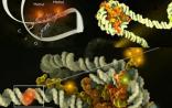 Science：表观遗传重要复合物的综述