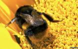 Nature：蜜蜂病原体可感染熊蜂