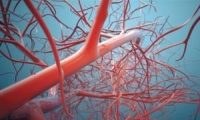 中国科学家成功靶向编辑长寿基因，让老弱血管“Q弹爽滑”