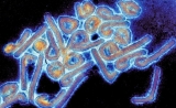 Science子刊：一种单克隆抗体能抵御两种病毒